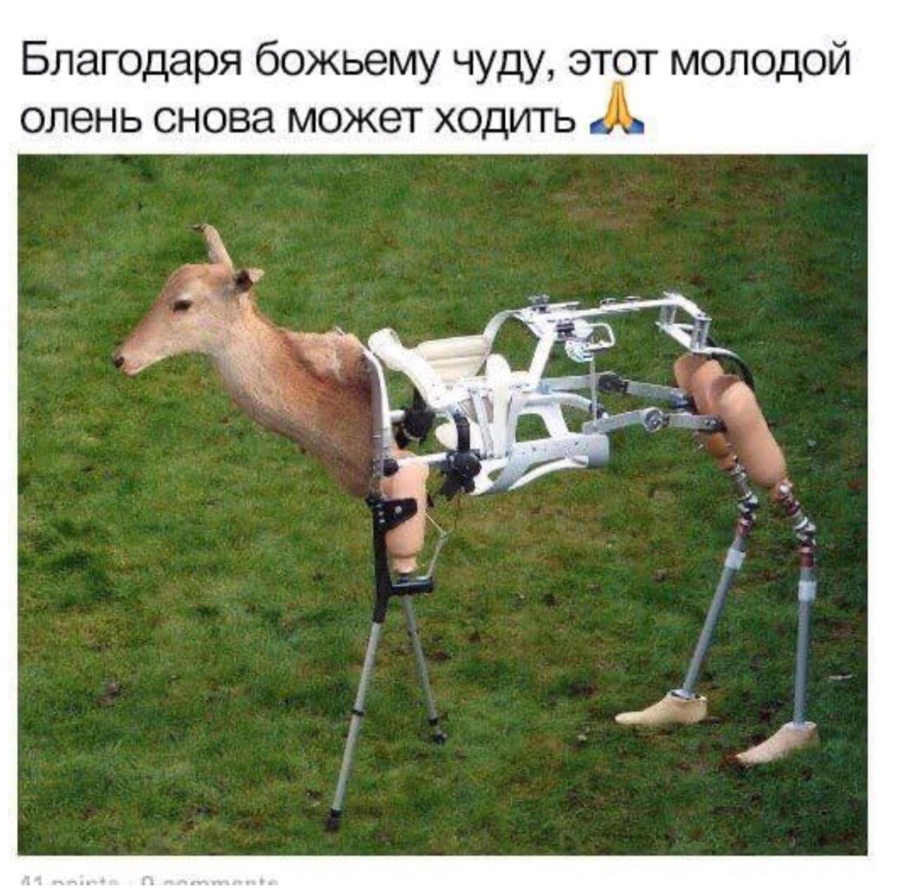 Благодаря божьему чуду, этот молодой олень снова может ходить А