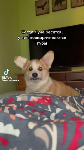 Koraa'JlyHa бесится, y Hee подворачиваются Ещё и! 3 молочных зуба выпало Ещёи 3 молочных