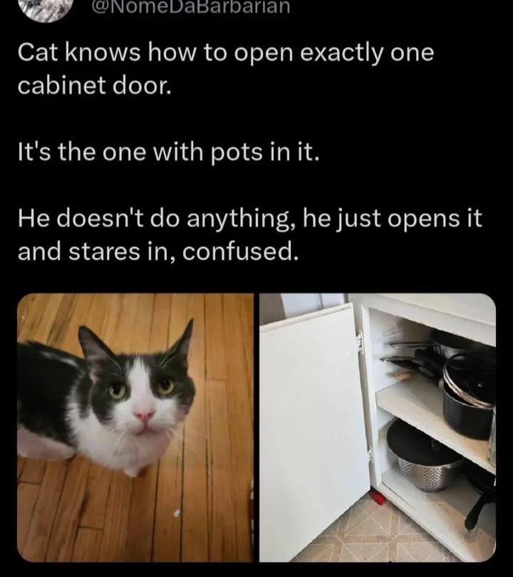 Cat knows how to open exactly one cabinet door. It's the one with pots in it. He doesn't anything, he just opens it and stares in, confused.