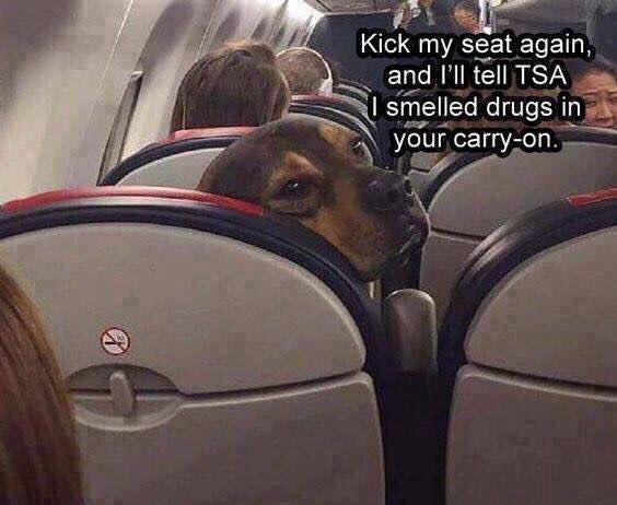 КСК my seat again, 2 and tell TSA smelled drugs in your