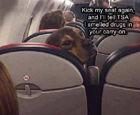 КСК my seat again, 2 and tell TSA smelled drugs in your