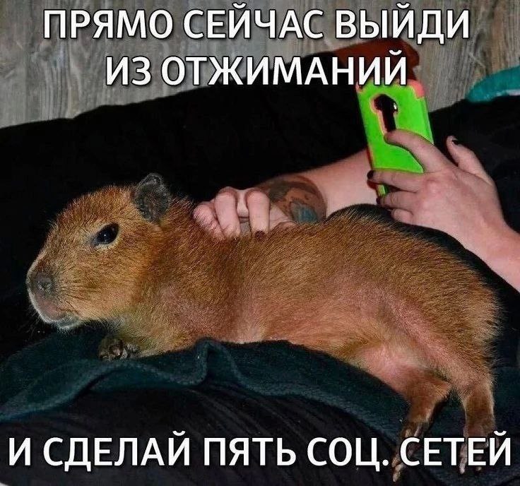 ПРЯМО СЕЙЧАС ВЫЙДИ ИЗ ОТЖИМАНИЙ И СДЕЛАЙ ПЯТЬ СОЦ. СЕТЕЙ