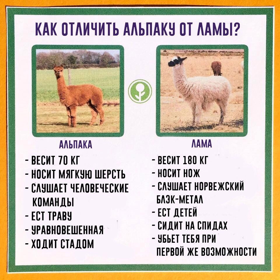 КАК ОТЛИЧИТЬ АЛЬЛАКУ ЛАМЫ? 2 АЛЬПАКА ЛАМА ВЕСИТ 70 ВЕСИТ 180 НОСИТ МЯГКУЮ ШЕРСТЬ НОСИТ НОЖ СЛУШАЕТ ЧЕЛОВЕЧЕСКИЕ САУШАЕТ НОРВЕЖСКИЙ КОМАНДЫ БАЗК-МЕТАЛ ЕСТ ТРАВУ ЕСТ ДЕТЕЙ УРАВНОВЕШЕННАЯ ПЕРВОЙ ЖЕ ВОЗМО