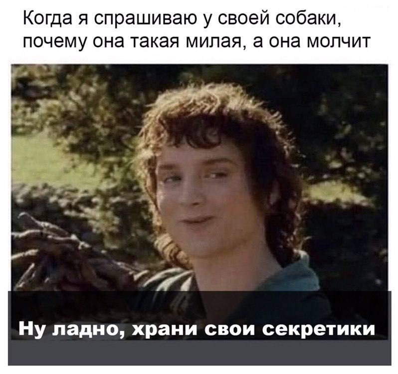 Когда я спрашиваю у своей собаки, почему она такая милая, а она молчит Ну ладно, храни свои секретики