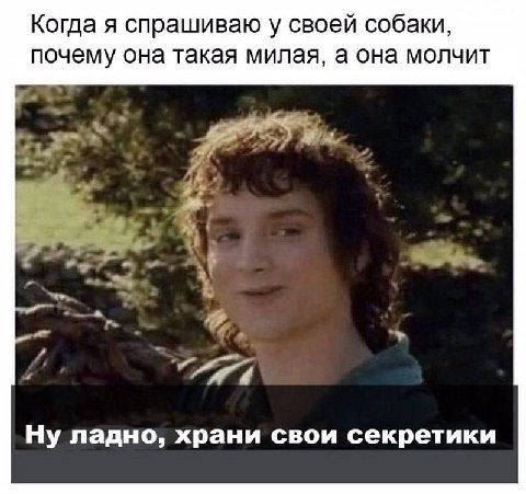 Когда я спрашиваю у своей собаки, почему она такая милая, а она молчит Ну ладно, храни свои секретики