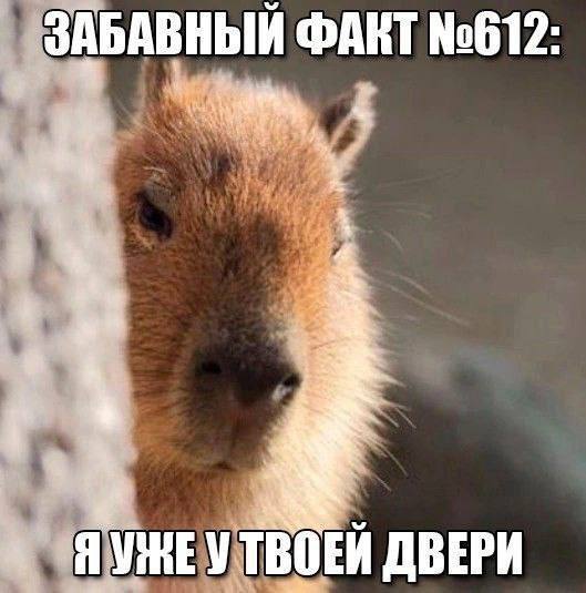 ЗАБАВНЫЙ ФАКТ No612: ДВЕРИ