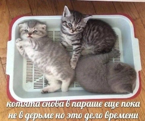 параше еше пока не 6 дерьме но это дело времени