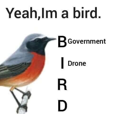 Yeah,Im a bird. Government Drone