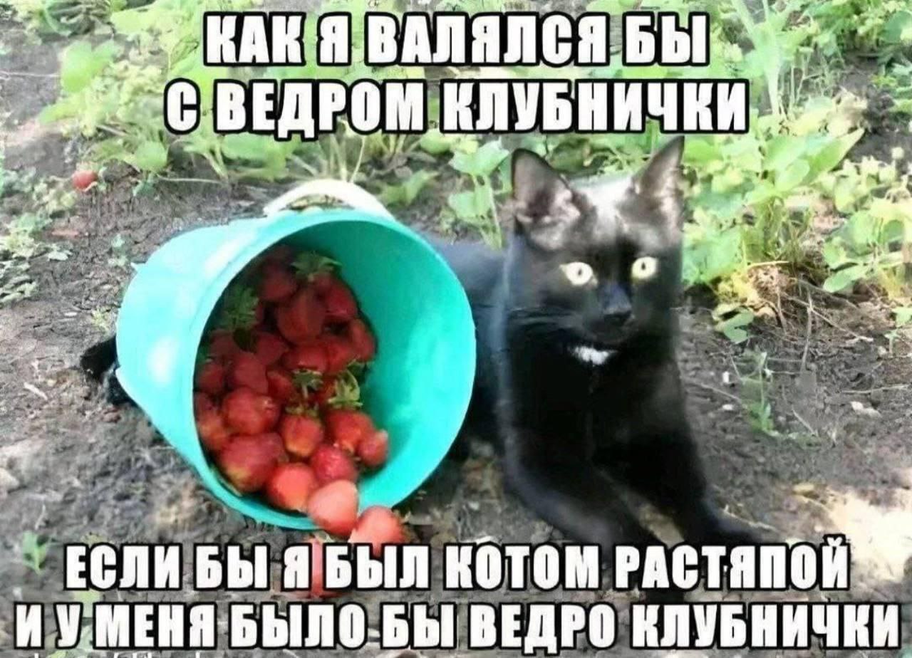 A. КЛУБНИЧКИ, у В ЕСЛИ БЫ Я БЫЛ КОТОМ ВЕДРО КЛУБНИЧКИ