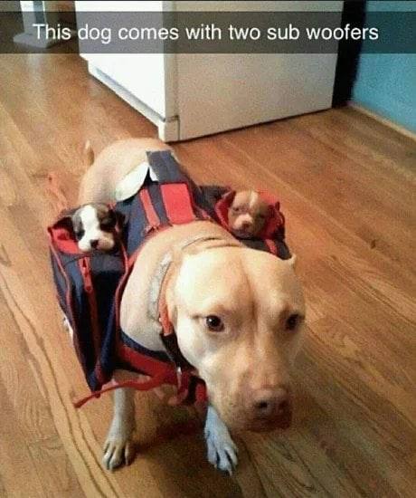 This dog comes with two sub woofers