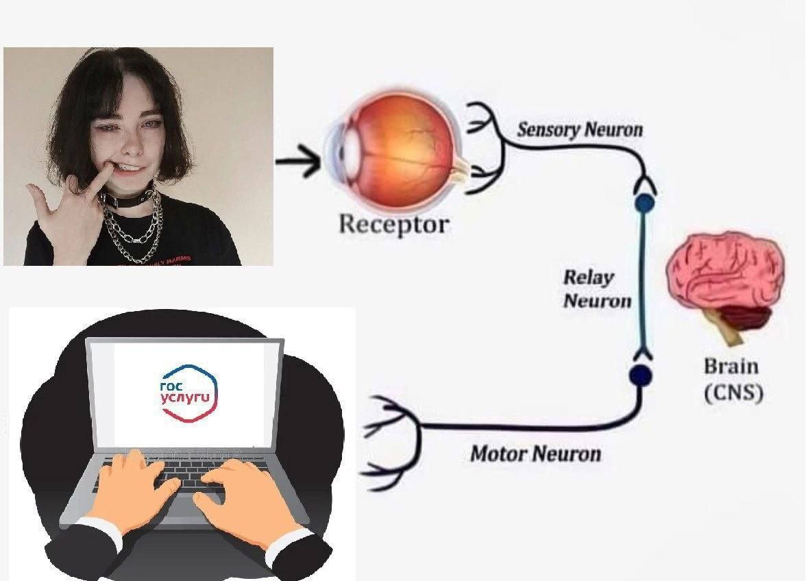 Sensory Neuron Receptor Relay Neuron Brain (CNS) Motor Neuron