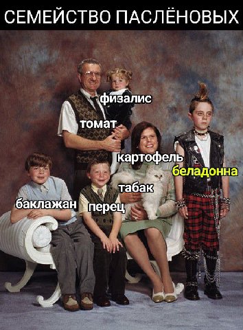 СЕМЕЙСТВО ПАСЛЁНОВЫХ физалис картофель в. беладонна табак баклажан Чперец