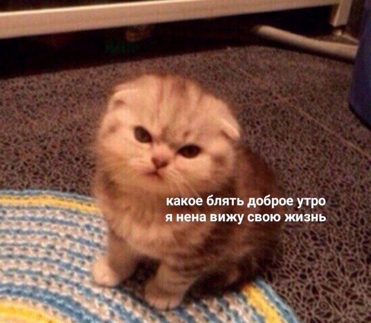 какое блять доброе утро я нена вижу свою жизнь