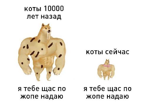 коты 10000 лет назад коты сейчас я тебе щас по я тебе щас по жопе надаю жопе надаю
