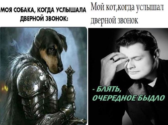 МОЯ СОБАКА, КОГДА УСЛЫШАЛА Mort услышал ДВЕРНОЙ ЗВОНОК: дверной 3BOHOK a if БЛЯТЬ, ОЧЕРЕДНОЕБЫДЛО