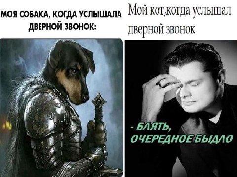 МОЯ СОБАКА, КОГДА УСЛЫШАЛА Mort услышал ДВЕРНОЙ ЗВОНОК: дверной 3BOHOK a if БЛЯТЬ, ОЧЕРЕДНОЕБЫДЛО