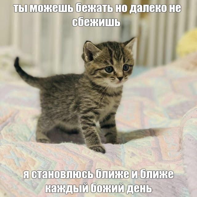 далеконе