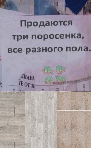 Продаются три поросенка, все разного пола.