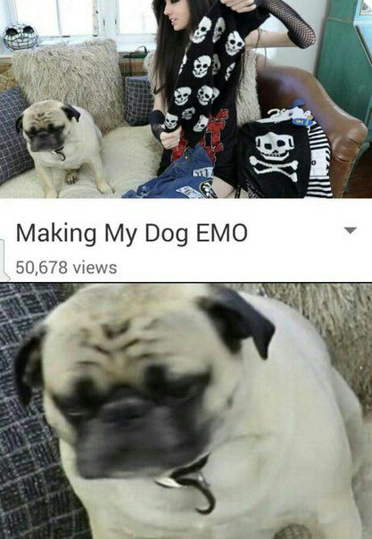 у Making Dog EMO 50,678 views
