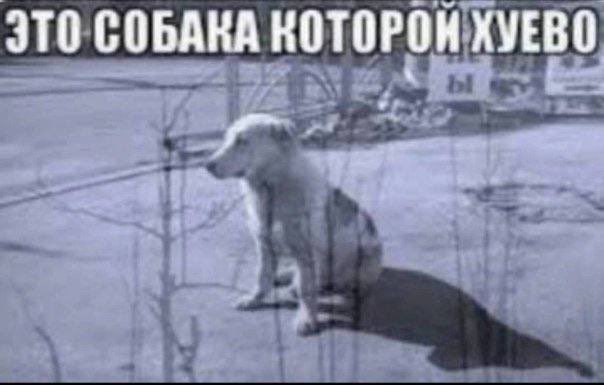 ЭТО СОБАКА КОТОРОН ХУЕВО