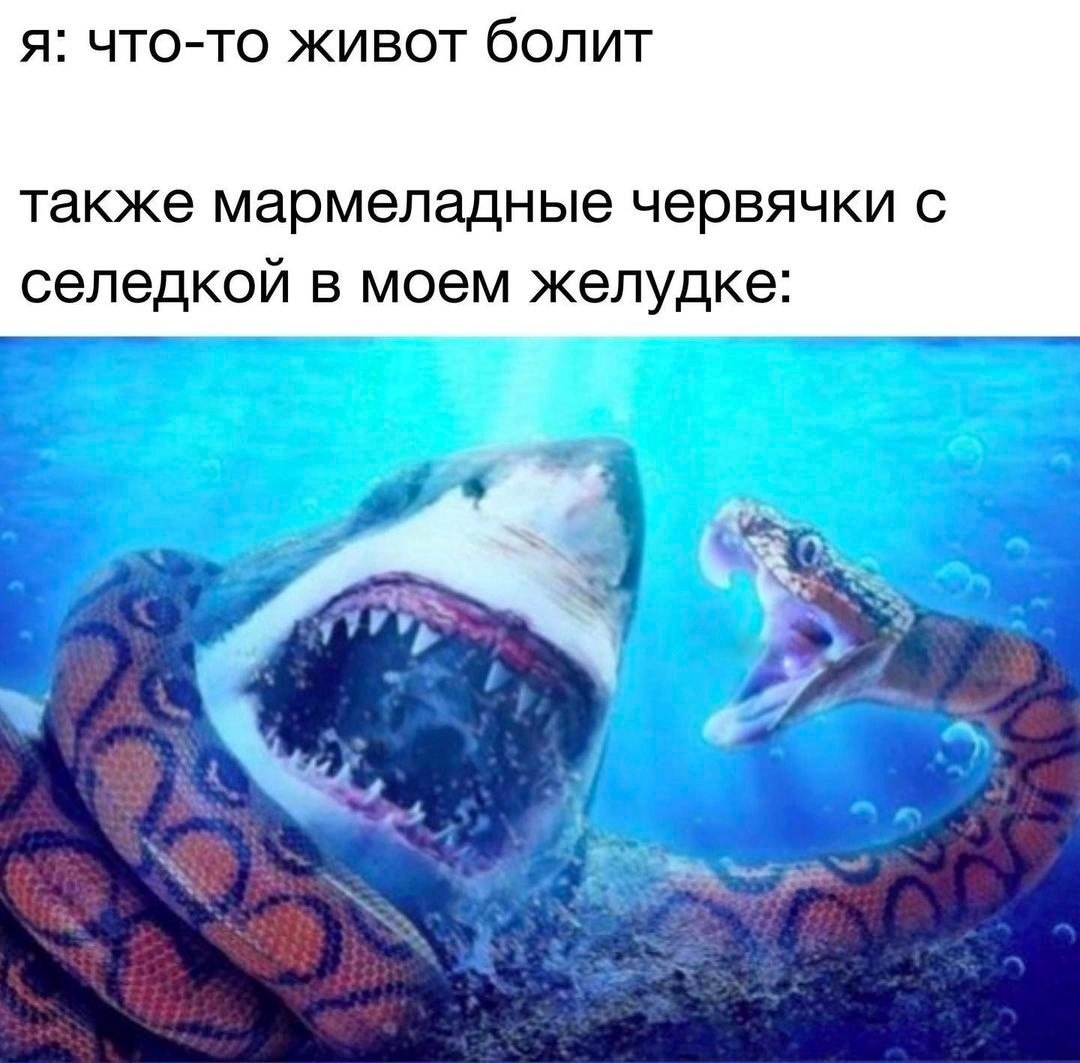 я: что-то живот болит также мармеладные червячки с селедкой в моем желудке: