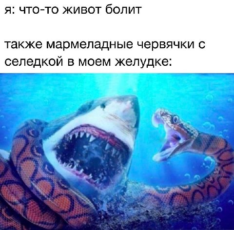 я: что-то живот болит также мармеладные червячки с селедкой в моем желудке: