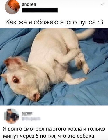 5% апагеа Как же я обожаю этого пупса :3 у Я долго смотрел на этого козла и только минут через 5 понял, что это собака