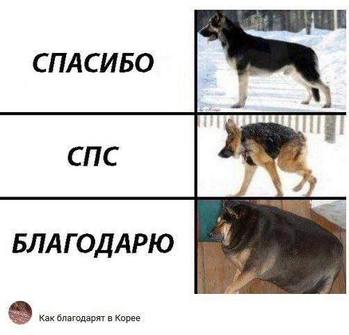 СПАСИБО A СПС БЛАГОДАРЮ Как благодарят в Корее