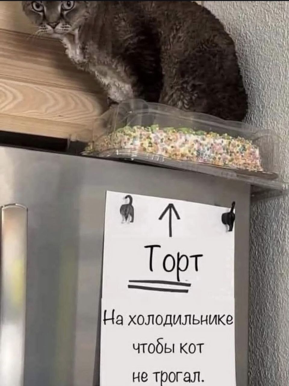 Торт На холодильнике чтобы кот не трогал.