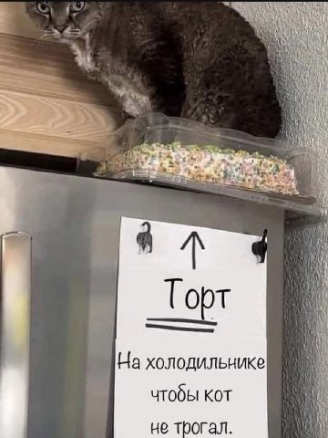 Торт На холодильнике чтобы кот не трогал.
