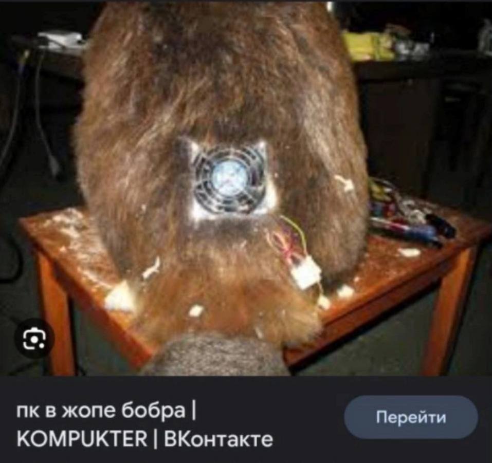 в жопе бобра КОМРОКТЕН ВКонтакте