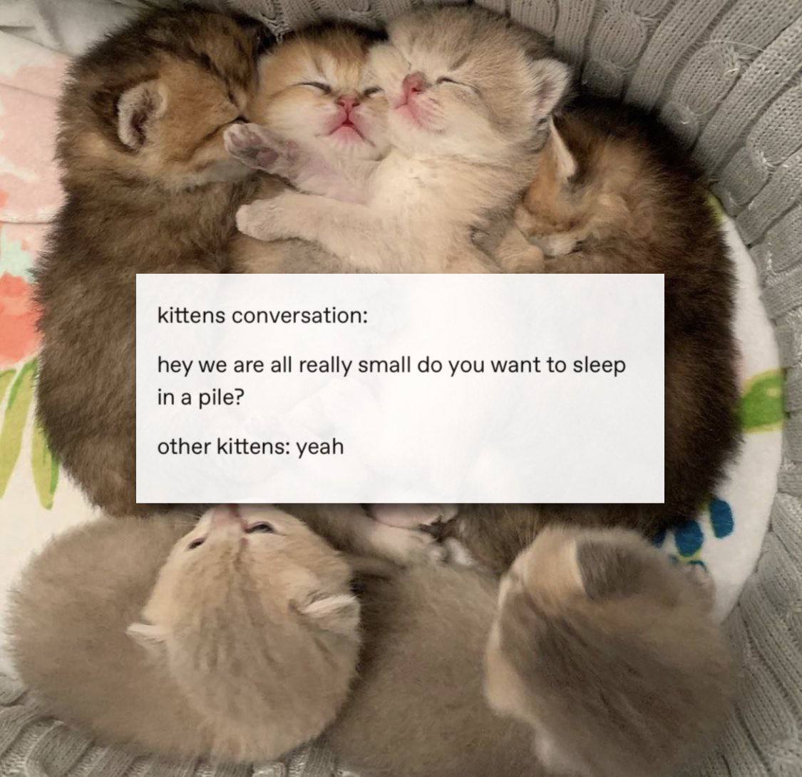kittens conversation: hey we are all really small you want to sleep ina pile? other kittens: yeah