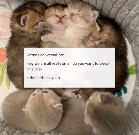 kittens conversation: hey we are all really small you want to sleep ina pile? other kittens: yeah