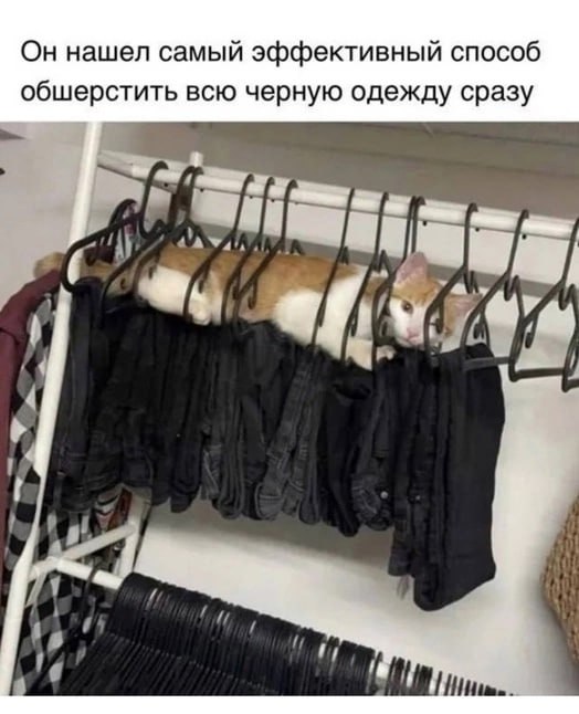 Он нашел самый эффективный способ обшерстить всю черную одежду сразу