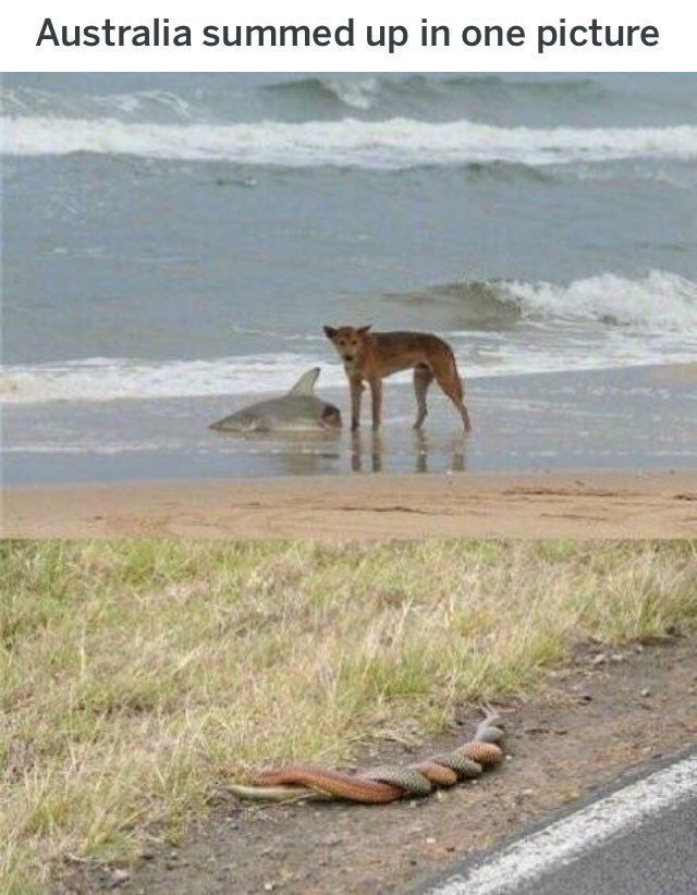 Australia summed up in one picture у
