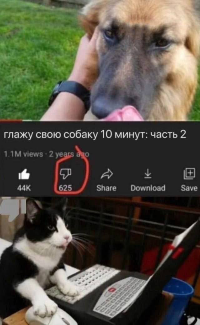 я глажу свою собаку 10 минут: часть 2 views 2 о у A 625 Share Download Save