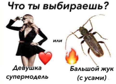 Что ты выбираешь? Девушка Бальшой жук супермодель (с усами)