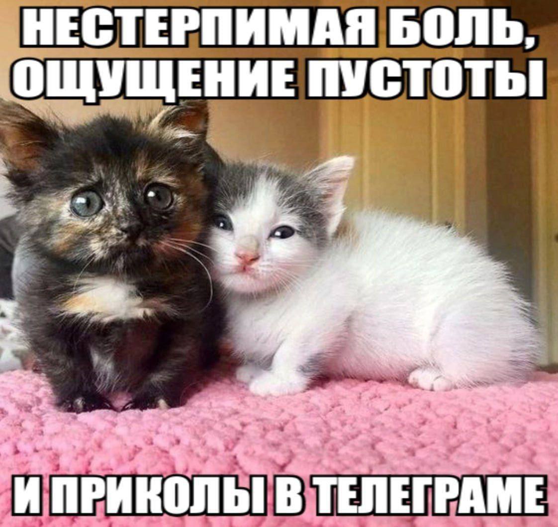 НЕСТЕРПИМАЯ БОЛЬ, ОЩУЩЕНИЕ ПУСТОТЫ и 3 И ПРИКОЛЫ В ТЕЛЕГРАМЕ