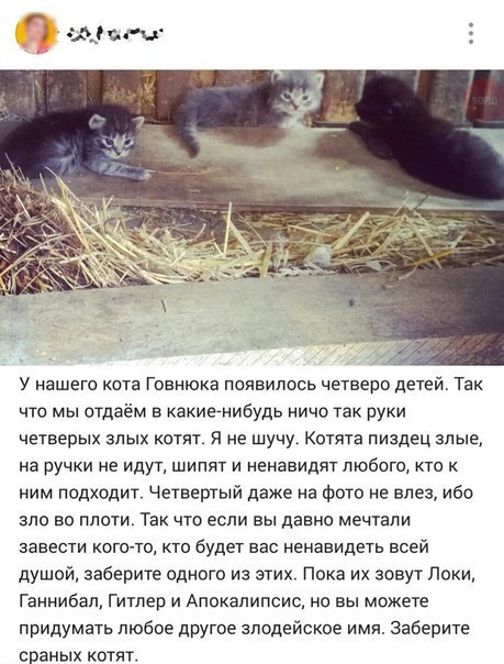 2 У нашего кота Говнюка появилось четверо детей. Так что мы отдаём в какие-нибудь ничо так руки четверых злых котят. Я не шучу. Котята пиздец злые, на ручки не идут, шипят и ненавидят любого, кто к ни