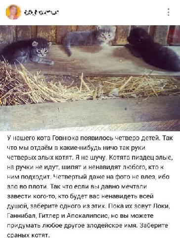 2 У нашего кота Говнюка появилось четверо детей. Так что мы отдаём в какие-нибудь ничо так руки четверых злых котят. Я не шучу. Котята пиздец злые, на ручки не идут, шипят и ненавидят любого, кто к ни