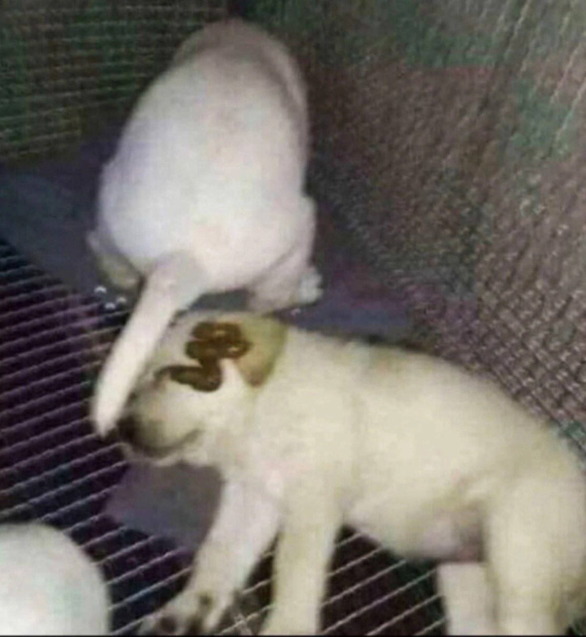 👤 Пельмешек