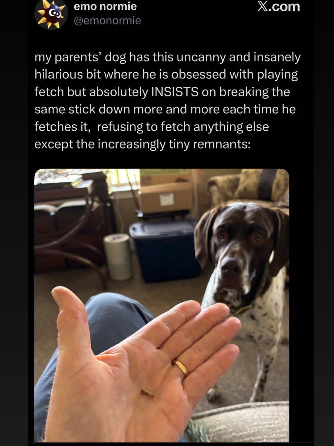 ето normie Х.сот my parents’ dog has this uncanny and insanely hilarious bit where he is obsessed with playing fetch but absolutely INSISTS on breaking the same stick down more and more each time he f