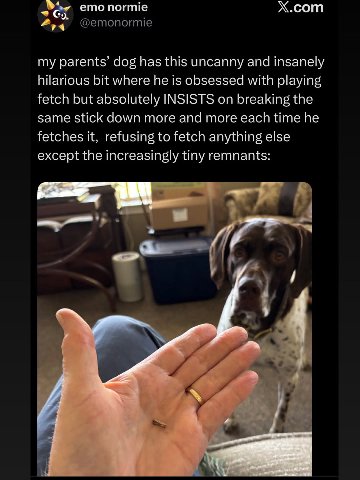 ето normie Х.сот my parents’ dog has this uncanny and insanely hilarious bit where he is obsessed with playing fetch but absolutely INSISTS on breaking the same stick down more and more each time he f
