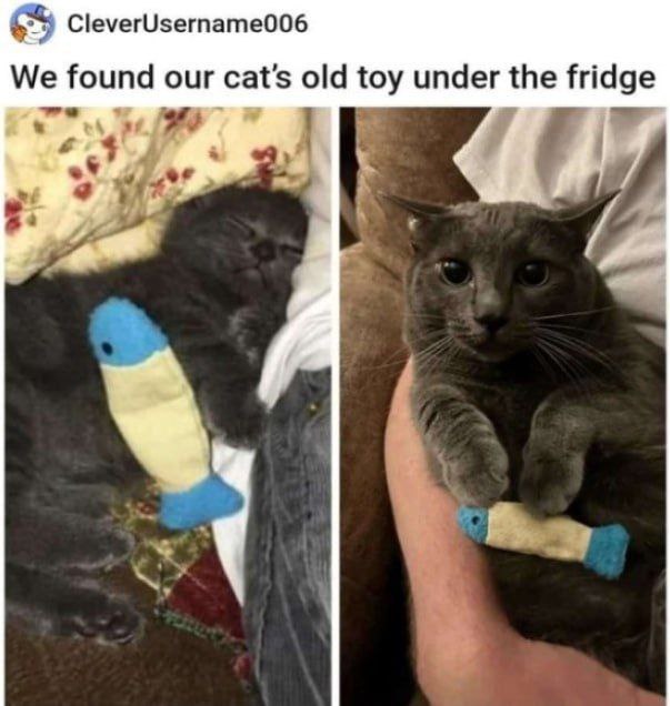CleverUsername006 We found our cat's old toy under the fridge