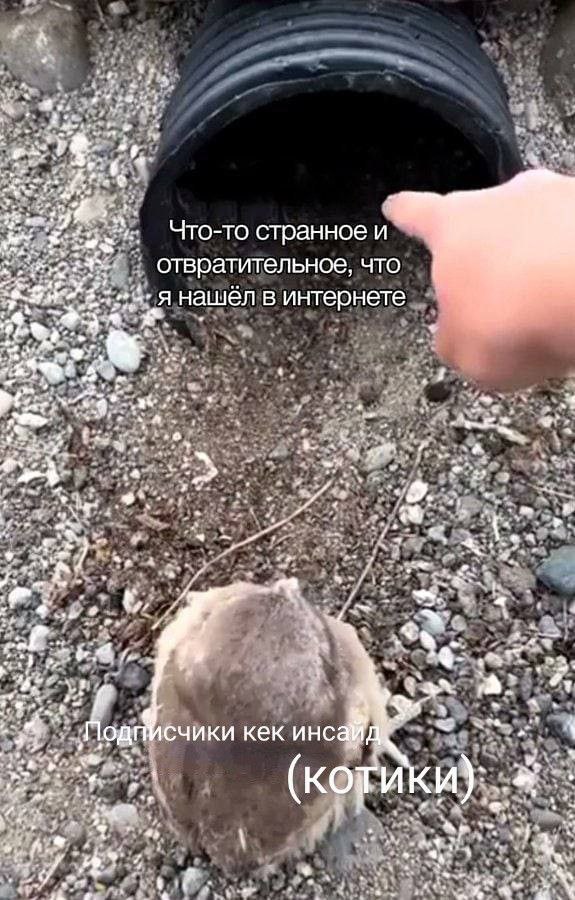 2 Что-то странное и отвратительное, что нашёл в интернете 1% у fan Подписчики кек и): he 6 a