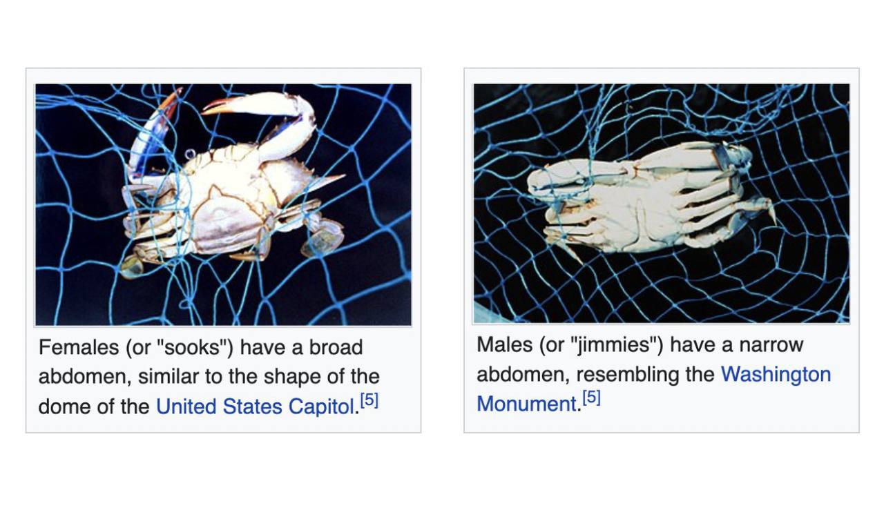 2 4 я 4 у у 2 of a 4/ к Females (or "sooks") have a broad Males (or "jimmies") have a narrow abdomen, similar to the shape of the abdomen, resembling the Washington dome of the United States