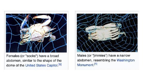 2 4 я 4 у у 2 of a 4/ к Females (or "sooks") have a broad Males (or "jimmies") have a narrow abdomen, similar to the shape of the abdomen, resembling the Washington dome of the United States