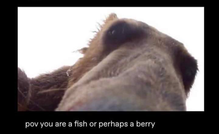 pov you are а fish or perhaps а berry