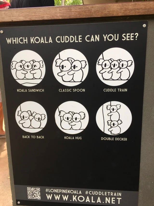 КОМА CUDDLE CAN YOU SEE? SANDWICH CLASSIC SPOON CUDDLE TRAIN BACK TO BACK KOALA HUG DOUBLE DECKER #LONEPINEKOALA CUDDLETRAIN МЕТ