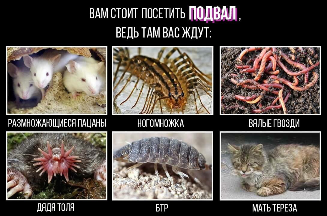 ВАМ СТОИТ ПОСЕТИТЬ ПОДВАЛ ВЕДЬ ТАМ ВАС ЖДУТ 4 с РАЗМНОЖАЮЩИЕСЯ ПАЦАНЫ НОГОМНОЖКА ВЯЛЫЬЕТВОЗДИ ДЯДЯ ТОЛЯ БТР МАТЬ ТЕРЕЗА